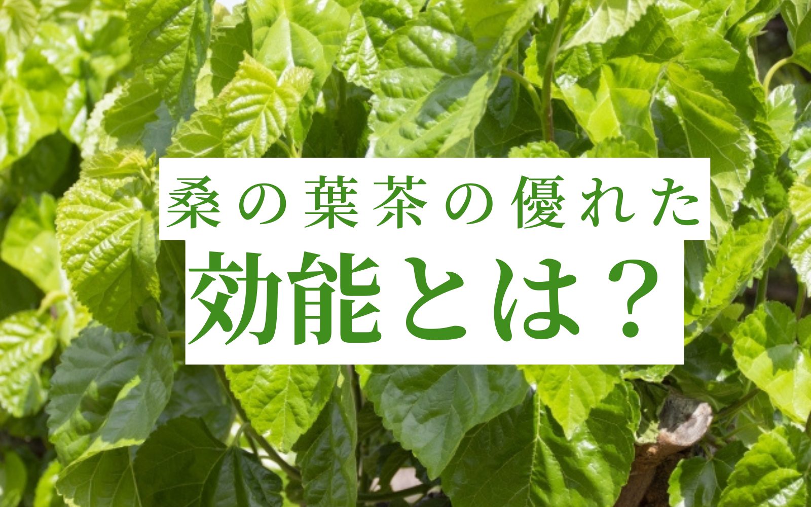 桑の葉茶の効能とは 優れた栄養価まるわかり