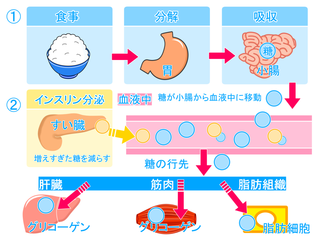 最近流行りの桑の葉茶でぽっこり内臓脂肪型肥満を予防しよう